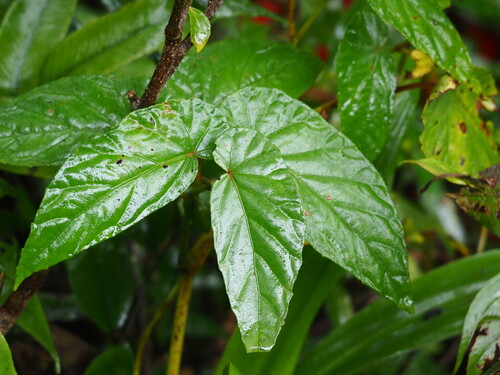 Image of Begonia longifolia by no rights reserved