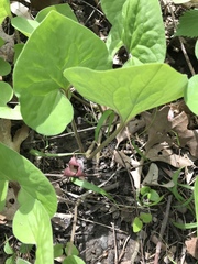 Asarum canadense reflexum