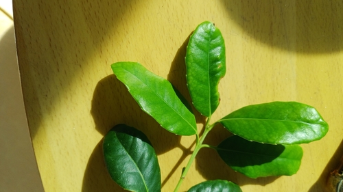 Small-leaved saffron (Elaeodendron croceum)