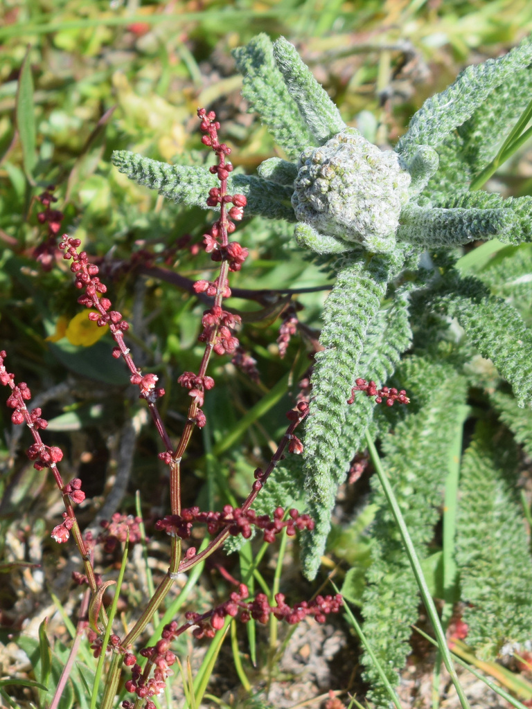 common yarrow from Point Reyes National Seashore, CA, USA on April 16 ...