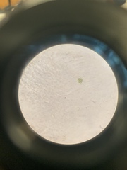 Coelastrum