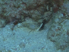 Alpheus rubromaculatus