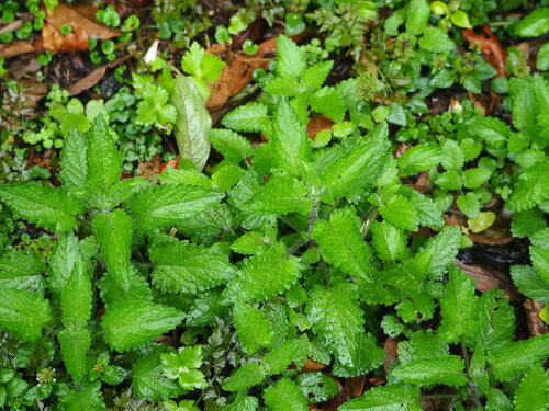 Stachys geobombycis, photograph 4