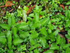 author not stated, no rights reserved Stachys geobombycis, photograph author not stated, no rights reserved