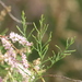 Tamarix ramosissima - Photo (c) btsalyuk,  זכויות יוצרים חלקיות (CC BY-NC)