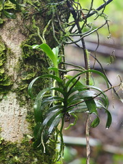 Cleisostoma paniculatum, photograph author not stated, no rights reserved