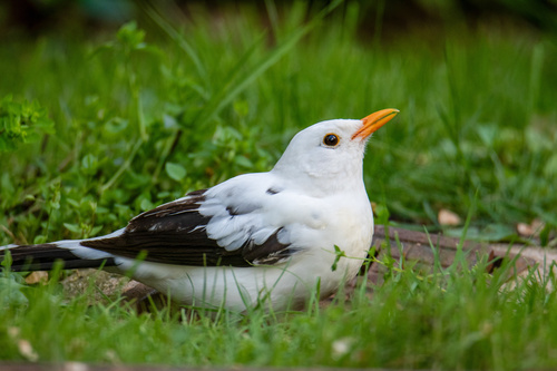 Juodasis strazdas nuotrauka