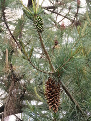 Pinus ayacahuite