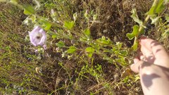 Malacothamnus foliosus