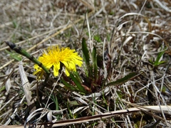 Taraxacum palustre