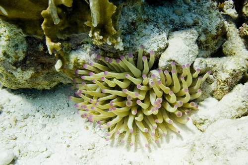 Photo of Giant Caribbean anemone (Condylactis gigantea)
