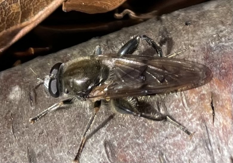 Eastern Catkin Fly from Stony Brook University, Stony Brook, NY, US on ...