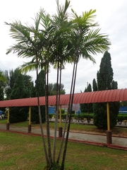 Archontophoenix cunninghamiana
