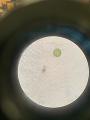 Coelastrum