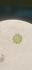 Coelastrum