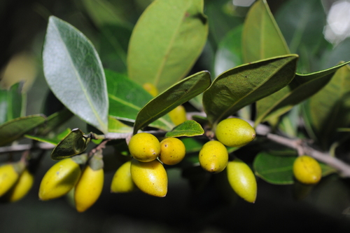 Diospyros foliosa observed 2016-05-14