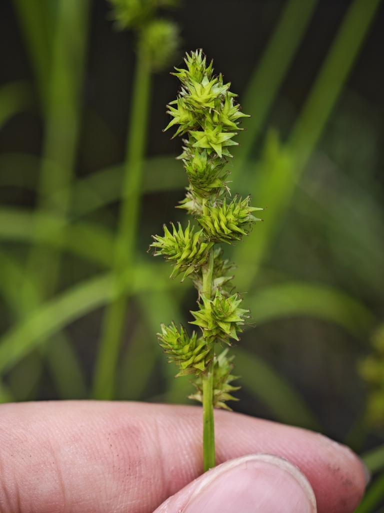 Carex maackii from 浙江省绍兴市诸暨市诸暨 on April 17, 2024 at 10:01 AM by Future ...