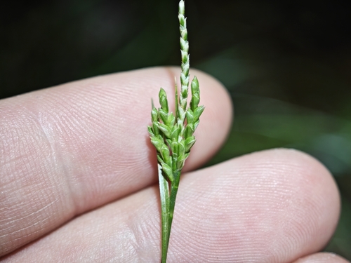 Carex tristachya iNat (2)