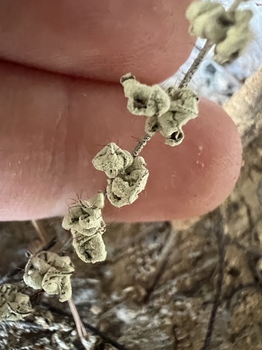 Nealley's cloak fern (Notholaena nealleyi)