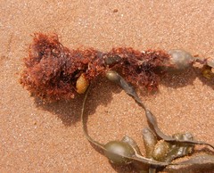 Vertebrata lanosa