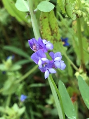 Vicia ludoviciana