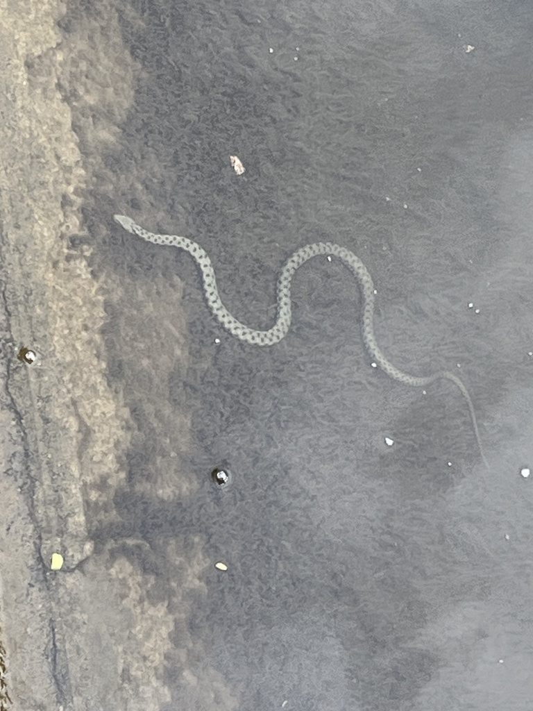 Tessellated Water Snake from Parcul Catedralei, Timișoara, Timiş, RO on ...