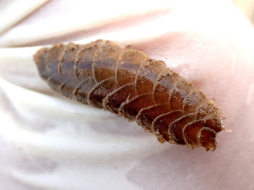 Iphione muricata observed 2024-04-16