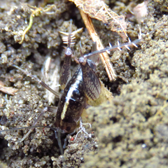 Ceuthophilus maculatus