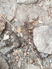 Bassariscus