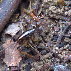 Ceuthophilus maculatus