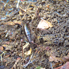 Ceuthophilus maculatus