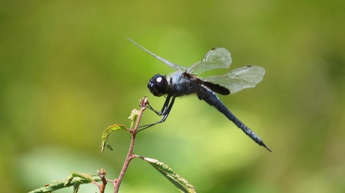 Sooty Saddlebags