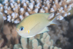 Pycnochromis amboinensis