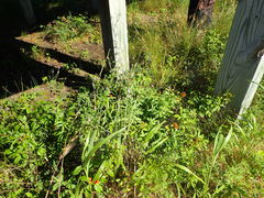 Verbena xutha