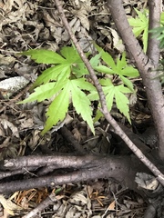 Acer palmatum