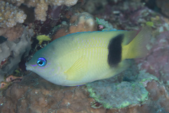 Plectroglyphidodon johnstonianus