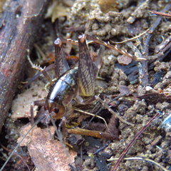 Ceuthophilus maculatus