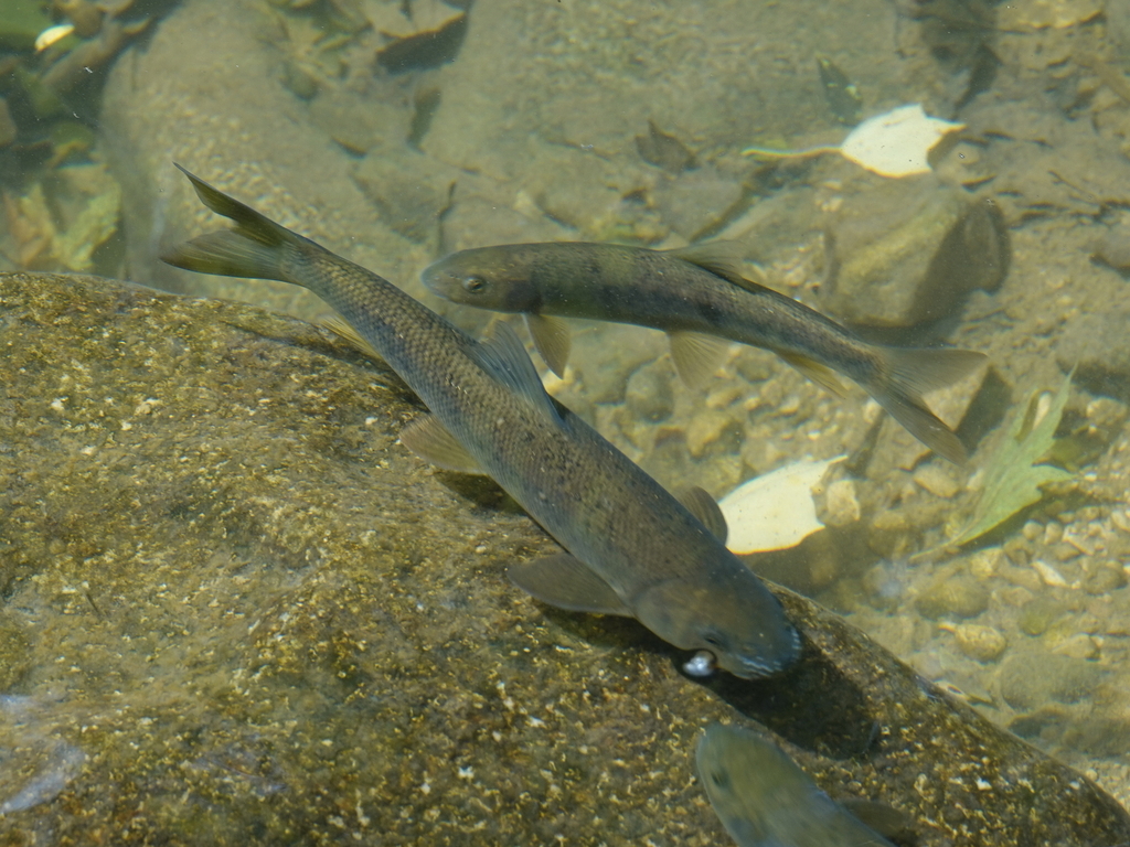 Mesopotamian barb (Capoeta damascina) — Cyprinidae