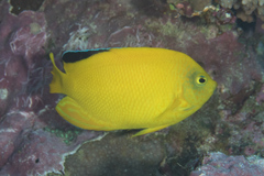 Centropyge woodheadi