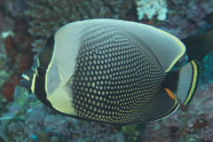 Chaetodon reticulatus