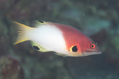 Bodianus axillaris
