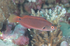 Cirrhilabrus punctatus