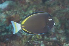 Acanthurus nigricans