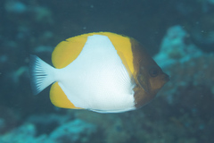 Hemitaurichthys polylepis