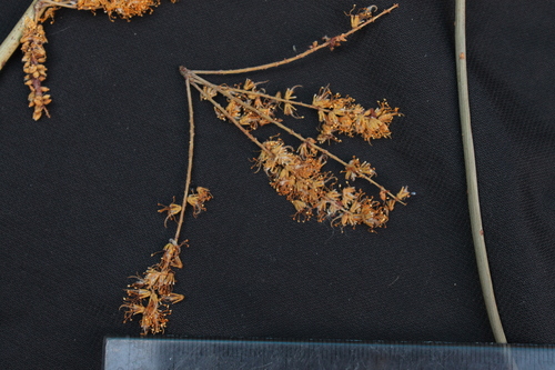 Image of Neltuma kuntzei by no rights reserved