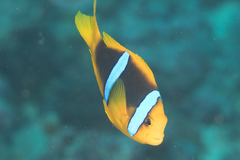 Amphiprion chrysopterus