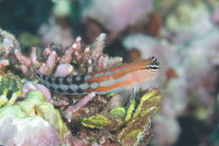 Ecsenius fijiensis