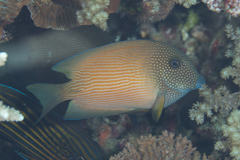 Ctenochaetus cyanocheilus