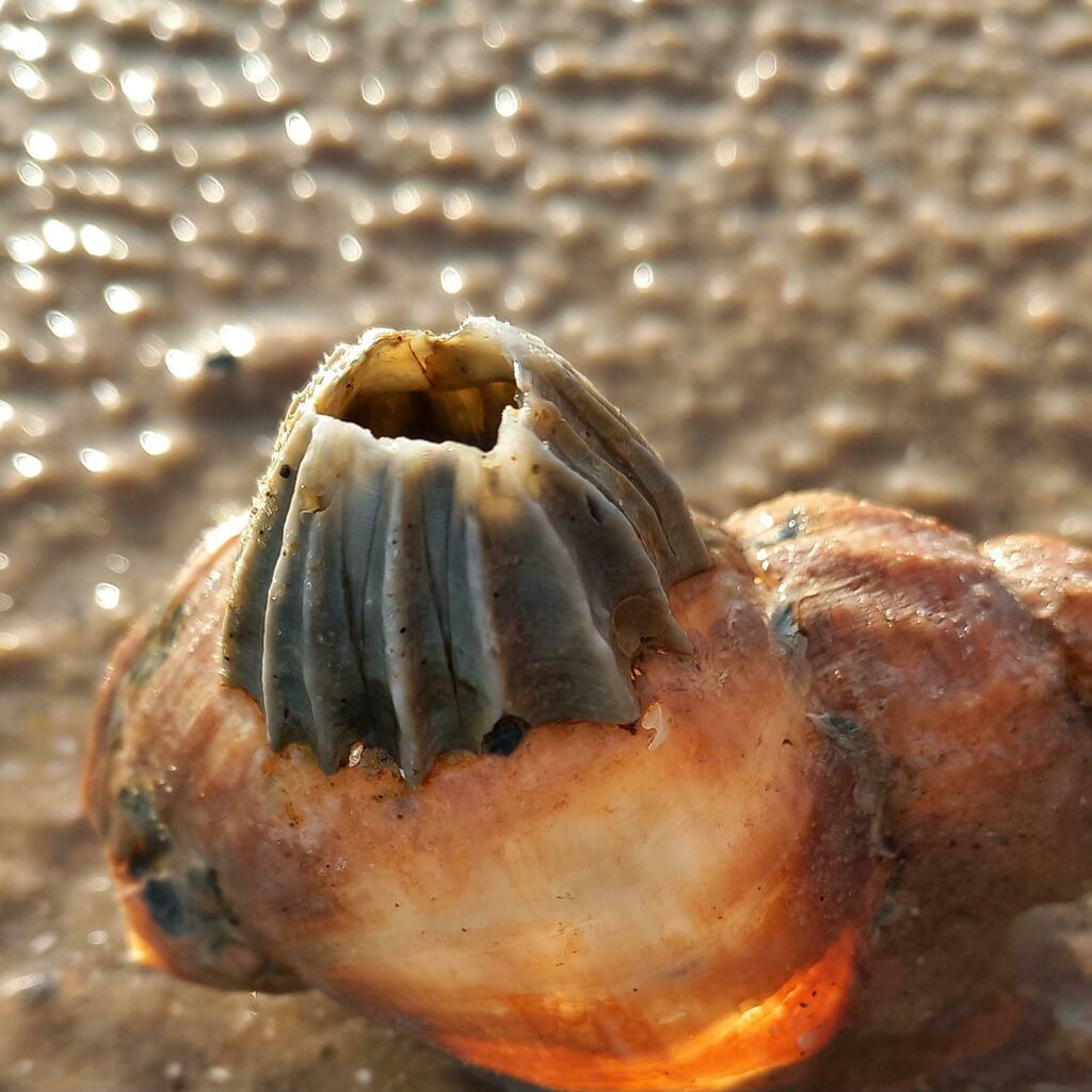 rough barnacle from 6857 Blåvand Strand, Denmark on April 17, 2024 at ...