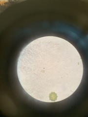 Coelastrum